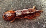 Mole Cricket